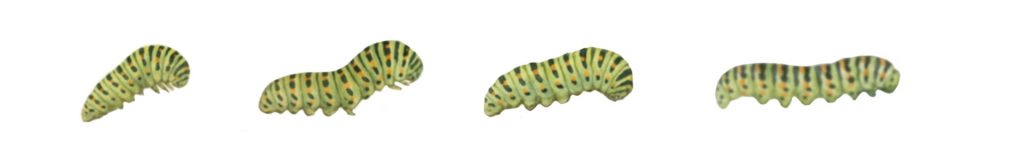 Orugas de la mariposa macaón más evolucionadas de Linilei.