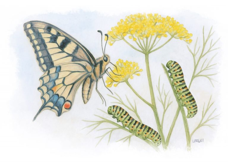 El macaón, una mariposa con lunares azules y la transformación de su oruga verde anaranjada.