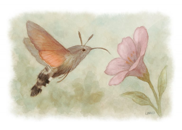 Una esfinge colibrí (Macroglossum stellatarum) en pleno vuelo, con su larga trompa profundamente insertada en una colorida flor para succionar néctar de Linilei.