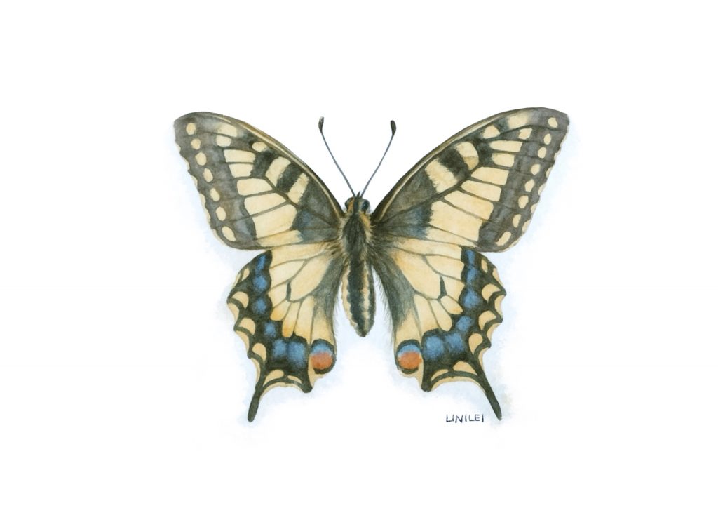La mariposa macaón (Papilio machaon) de Linilei.