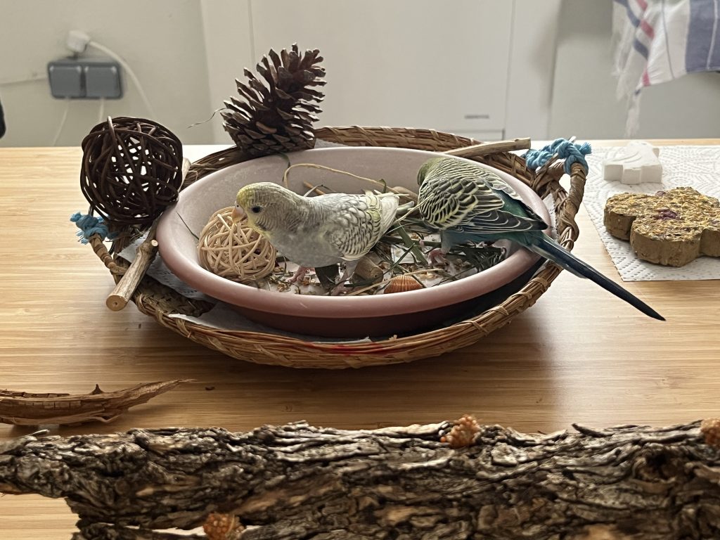 Bandeja o momento de forrajeo con premios escondidos en la corteza.