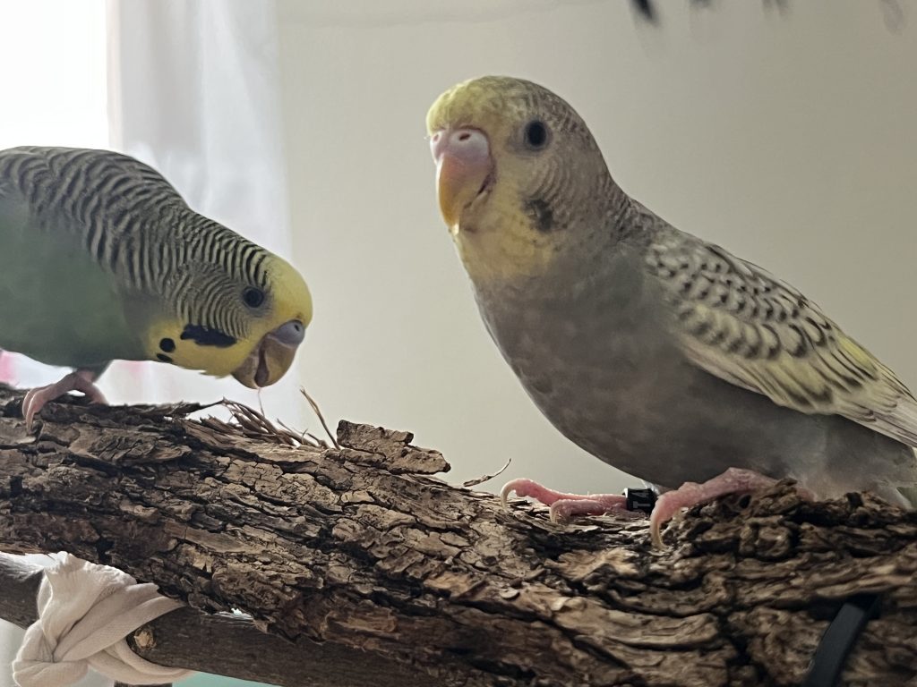 Percha natural hechas con corteza para mis periquitos.