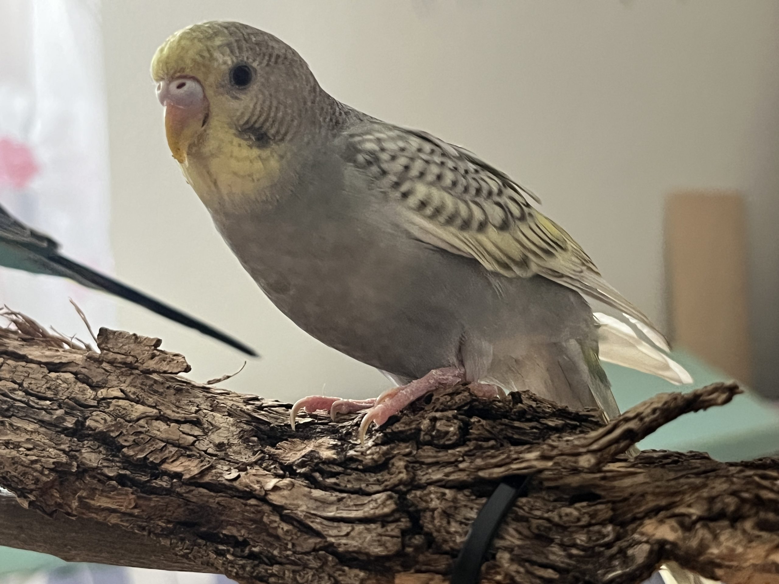 Cómo ofrecer corteza de árbol para enriquecer el entorno de nuestros periquitos y otros loros?