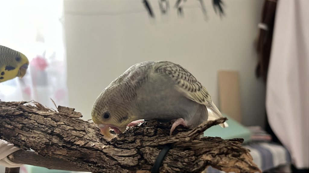 La corteza de olivo es el enriquecimiento y estímulo perfecto para loritos.