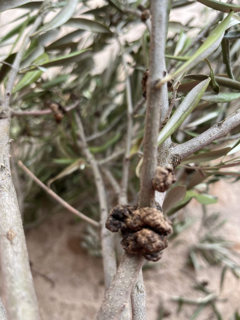 Tumor y enfermedad en los olivos.
