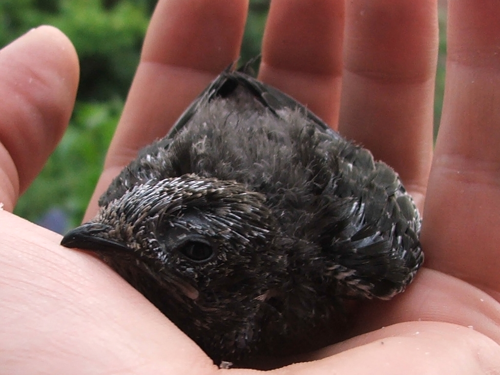 ¿Reconoces los cañones en la cabeza de este polluelo de vencejo?