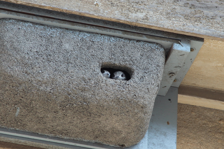 Una caja nido especial para vencejos.