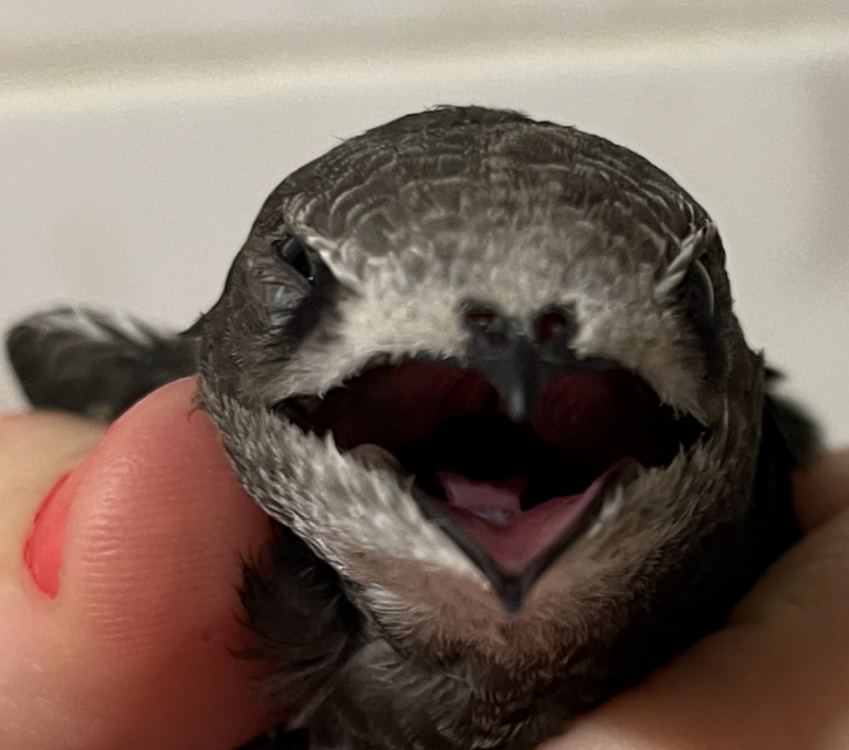 He encontrado un vencejo en el suelo.