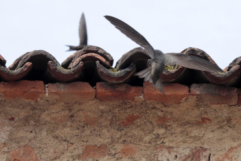 A los vencejos les gustan los huecos debajo del tejado para anidar.
