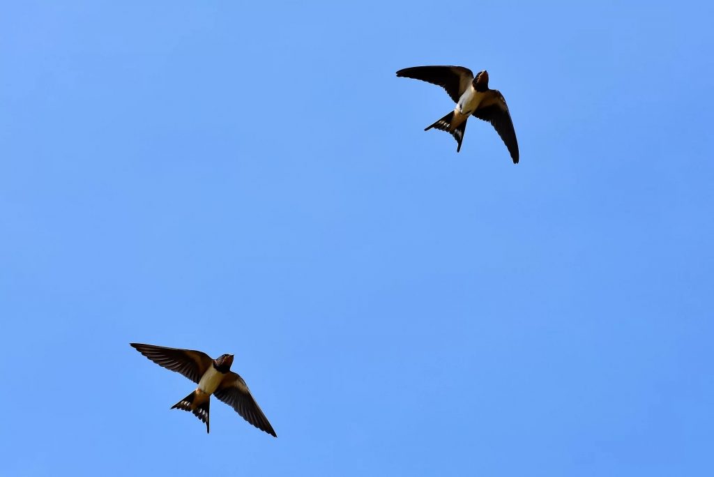Dos golondrinas volando.