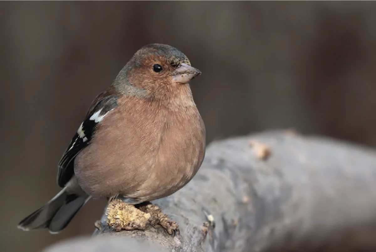 Verrugas en la pata de un pinzón vulgar.